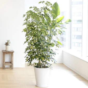 観葉植物